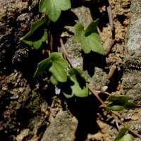 Cymbalaria muralis G.Gaertn., B.Mey. & Scherb.